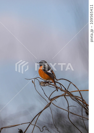 ジョウビタキ 109565411