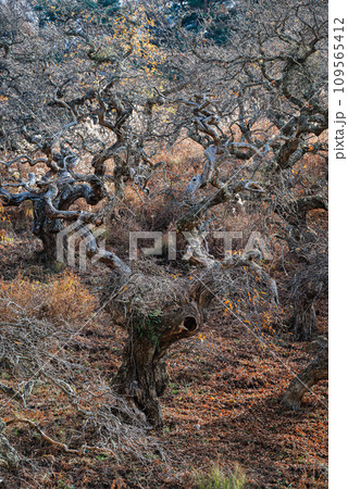 小野のシダレグリ自生地【上伊那郡辰野町】 109565412