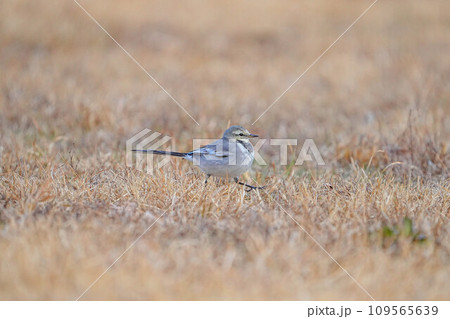 ハクセキレイ 109565639