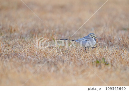 ハクセキレイ 109565640