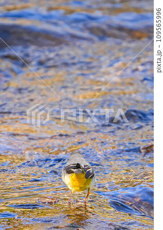 キセキレイ 109565996