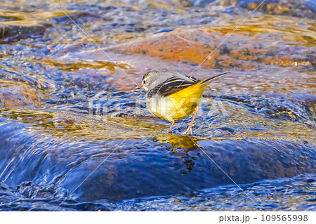 キセキレイ 109565998