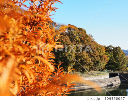 秋の横尾池公園　里山の紅葉　メタセコイアの紅葉 109566047