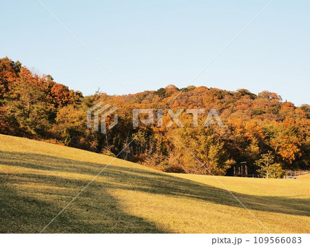 秋の横尾池公園 里山の紅葉 秋の横尾池公園 里山の紅葉 109566083