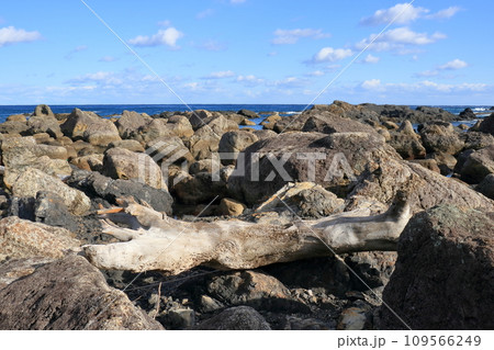 海岸の流木　室戸岬　（高知県　室戸市） 109566249