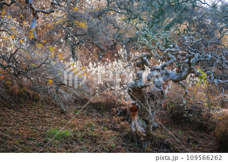 小野のシダレグリ自生地【上伊那郡辰野町】 109566262