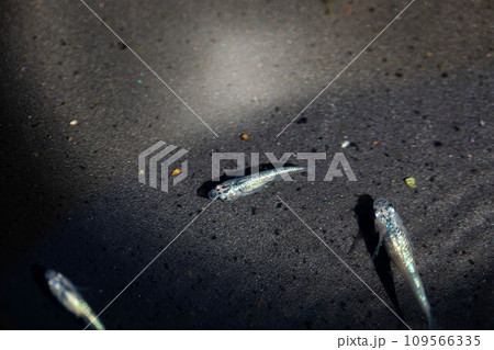 メダカの養殖 メダカの養殖 109566335