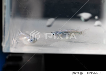 メダカの養殖 メダカの養殖 109566336