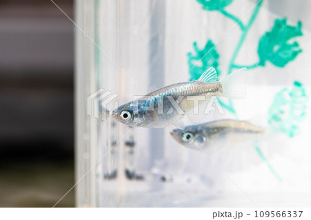 メダカの養殖 109566337