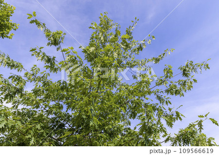 beautiful oak tree foliage with green foliage 109566619