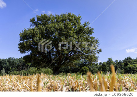 stubble of wheat and one oak with green foliage in a field stubble of wheat and one oak with green foliage in a field 109566620