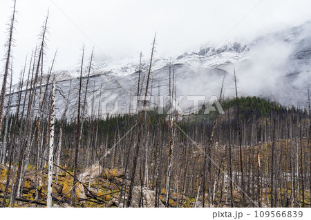 Dead tree forest after wildfire, foggy snow covered mountain peaks in the background. 109566839