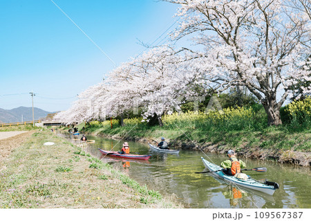 滋賀県近江八幡 八幡堀の水郷めぐりと桜の風景をカヤックで楽しむ 109567387