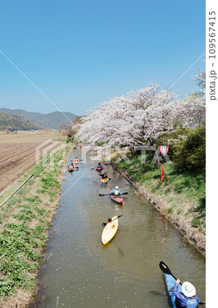 滋賀県近江八幡 八幡堀の水郷めぐりと桜の風景をカヤックで楽しむ 滋賀県近江八幡 八幡堀の水郷めぐりと桜の風景をカヤックで楽しむ 109567415