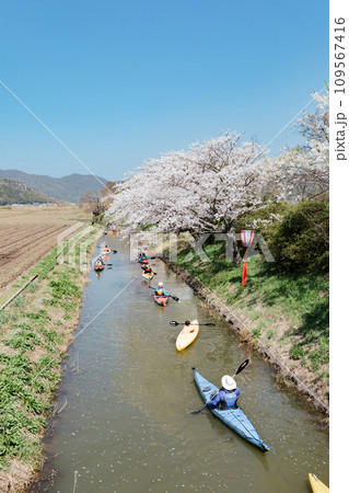 滋賀県近江八幡 八幡堀の水郷めぐりと桜の風景をカヤックで楽しむ 滋賀県近江八幡 八幡堀の水郷めぐりと桜の風景をカヤックで楽しむ 109567416