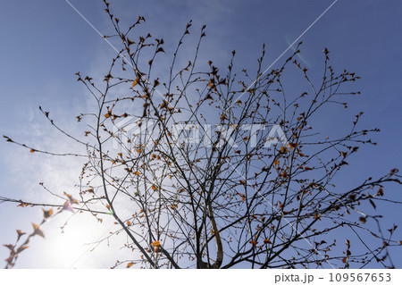 spring park with birch trees with the first red foliage 109567653