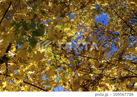 Yellowing maple foliage in the autumn season Yellowing maple foliage in the autumn season 109567786