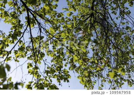 a flowering linden tree in the spring season, a spring park 109567958