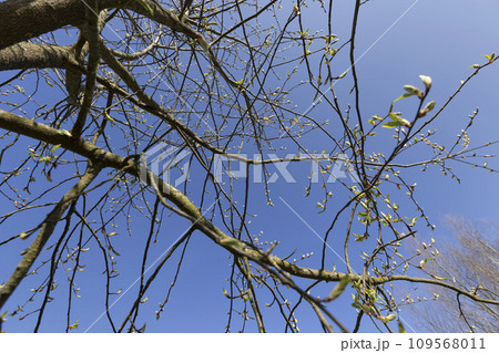 the branches of the bird cherry tree in the spring season 109568011