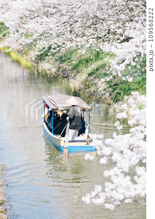 滋賀県近江八幡 八幡堀の水郷めぐり　手漕ぎ船で桜と菜の花を楽しむ 109568222