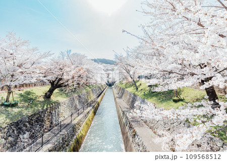 滋賀県大津市 琵琶湖疎水の桜の絶景 滋賀県大津市 琵琶湖疎水の桜の絶景 109568512