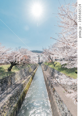 滋賀県大津市 琵琶湖疎水の桜の絶景 滋賀県大津市 琵琶湖疎水の桜の絶景 109568514