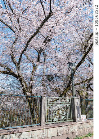 滋賀県大津市 琵琶湖疎水の桜の絶景 滋賀県大津市 琵琶湖疎水の桜の絶景 109568522