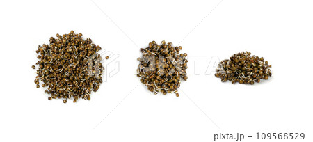 Lentils Sprouts, Sprouted Black Lentil Grains, Dal, Daal, Dhal, Masoor 109568529