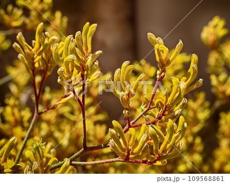Kangaroo Paw Yellow Flower, Anigozanthos in the garden in Australia 109568861