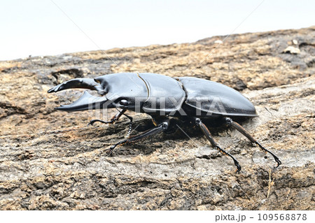 アルキデスヒラタクワガタ 109568878