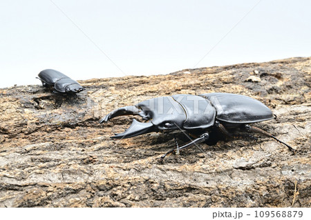 アルキデスヒラタクワガタ 109568879