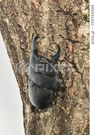 アルキデスヒラタクワガタ 109568886