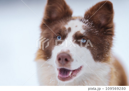 Ginger laika dog portrait in winter Ginger laika dog portrait in winter 109569280