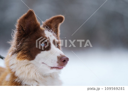 Ginger laika dog portrait in winter Ginger laika dog portrait in winter 109569281