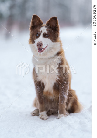 Ginger laika dog portrait in winter Ginger laika dog portrait in winter 109569286