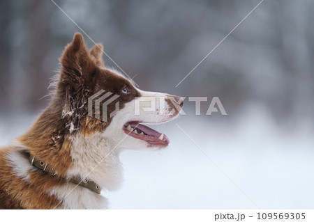 Ginger laika dog portrait in winter 109569305