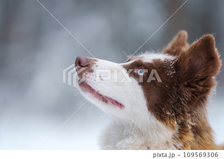 Ginger laika dog portrait in winter 109569306