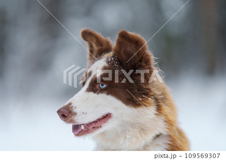Closeup portrait of siberian laika in ginger color in winter 109569307