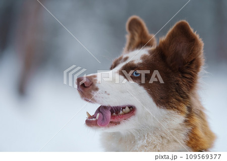 Closeup portrait of siberian laika in ginger color in winter 109569377