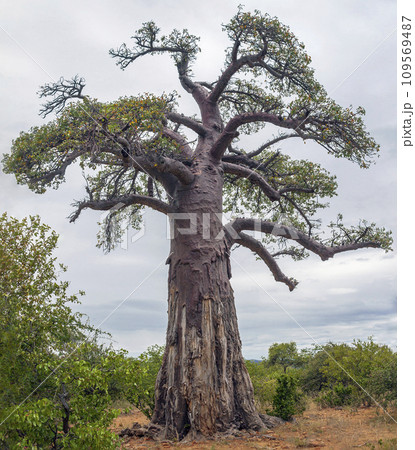 Crown of wild African baobab with traces of elephant tusks on the bark in the lower part of the trunk. 109569487