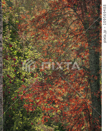 View of red, yellow and green leaves of trees and bushes in the rays of the September sun. 109569488