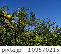 青空とキンカン 109570215