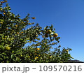 青空とキンカン 109570216
