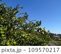 青空とキンカン 109570217