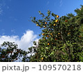 青空とみかん 109570218
