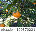 黄色く実るみかん 109570221