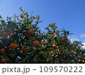 青空とみかん 109570222