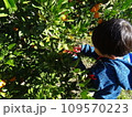 みかんを収穫する子供 109570223
