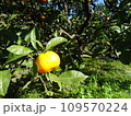 黄色く実るみかん 109570224