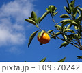 青空とみかん 109570242